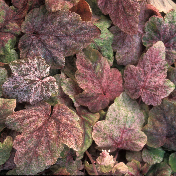 Тиарелла гибридная (Saxifragaceae)«Heronswood Mist»