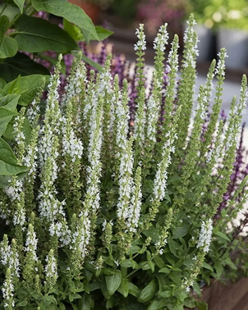 Сальвия превосходная (Salvia superba)  "Merleau White"