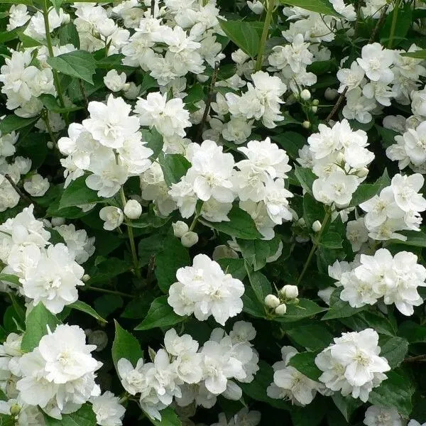 Чубушник "Эльбрус"