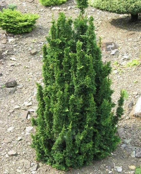 Туя западная (Thúja occidentális) «Malonyana Holub»