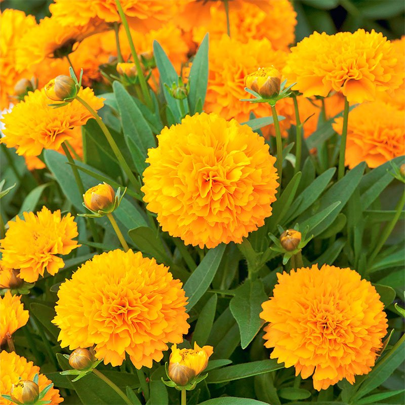 Кореопсис крупноцветковый «Golden Sphere»