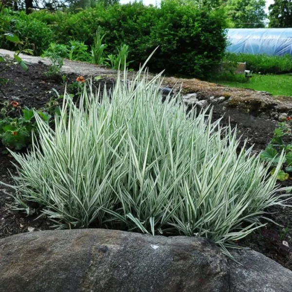 Бухарник мягкий