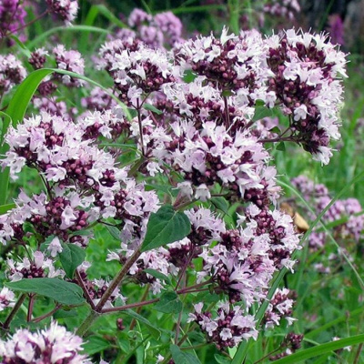 Душица обыкновенная