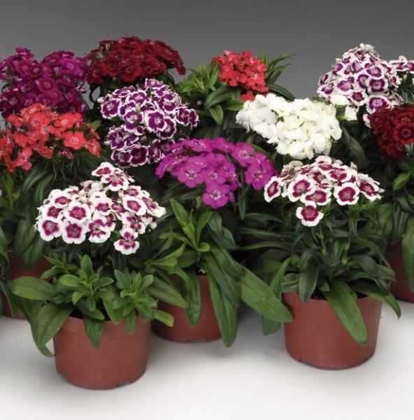 Гвоздика турецкая (Dianthus barbatus) "Barbarini" mix