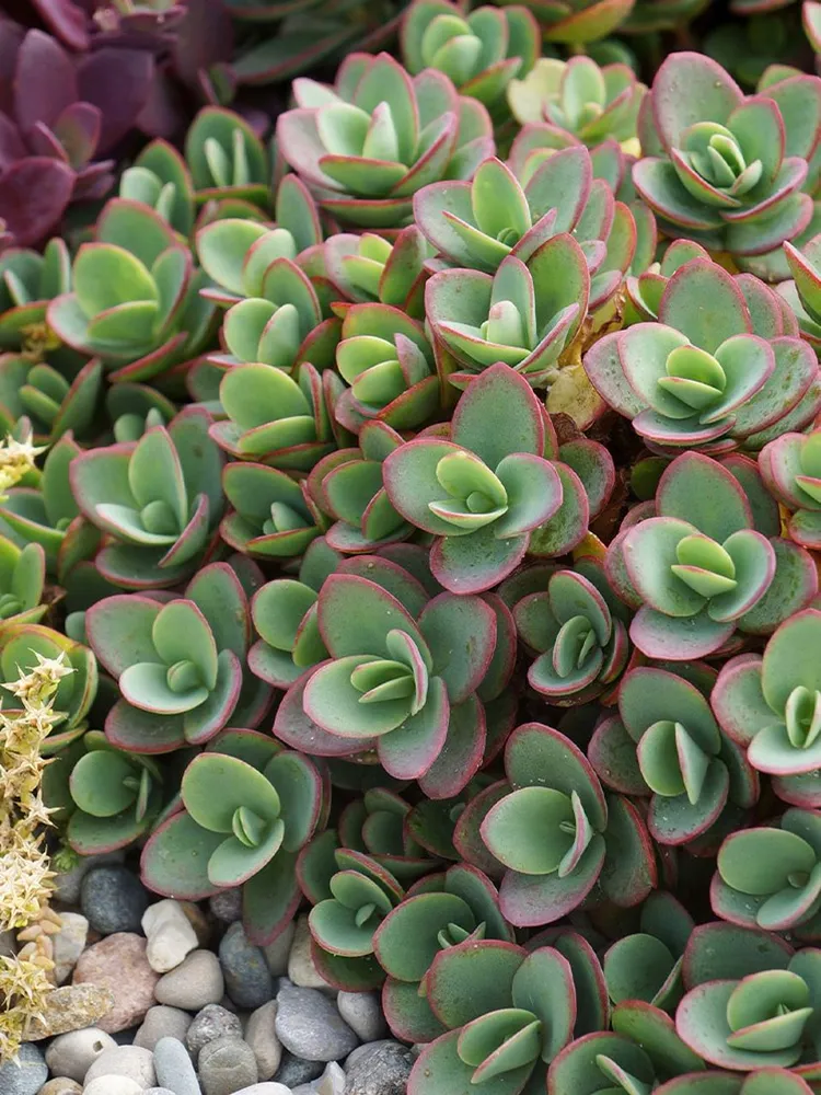 Очиток (Sedum) «Sun Sparkler Lime Zinger»