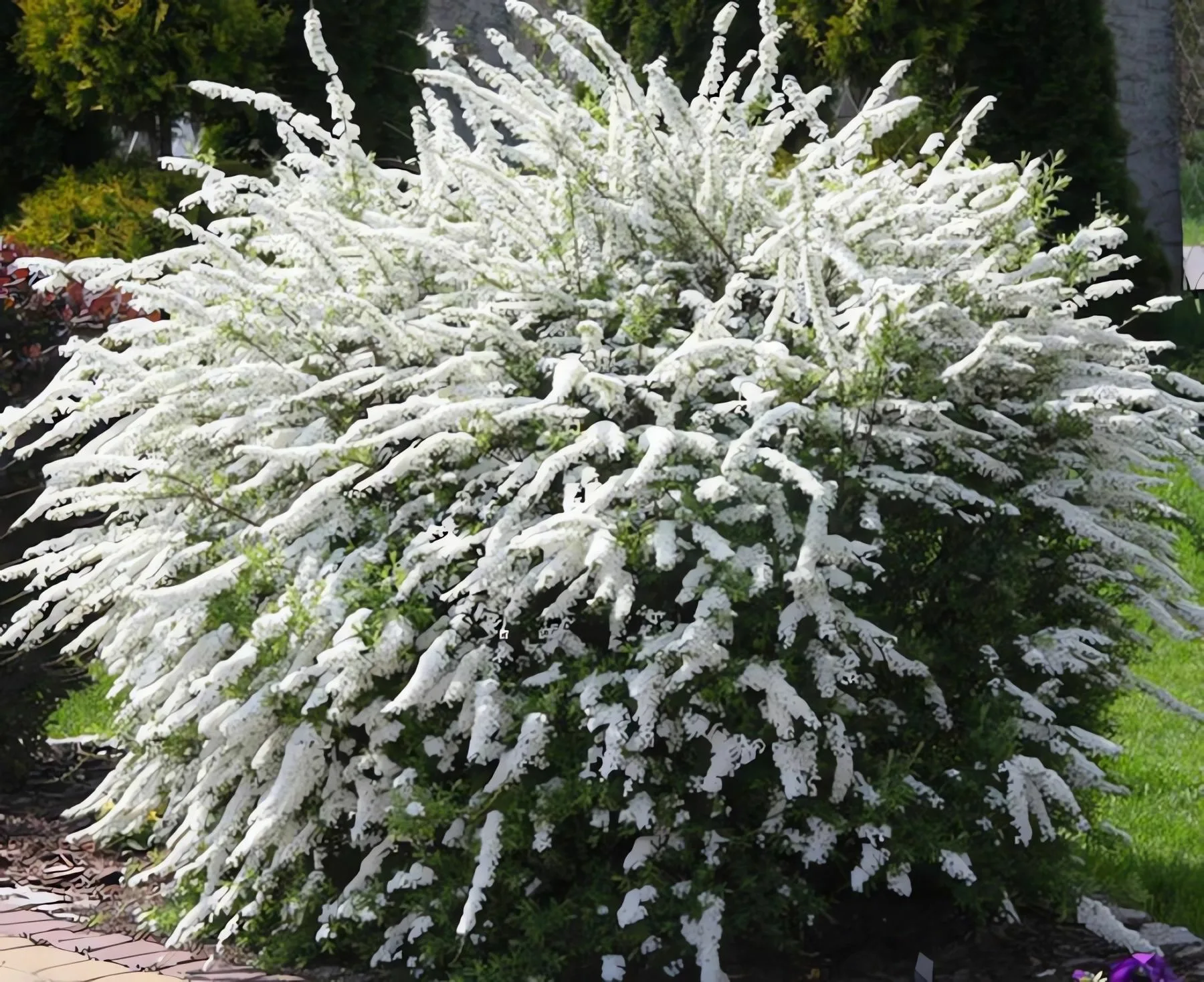 Спирея серая "Grefsheim" ком 