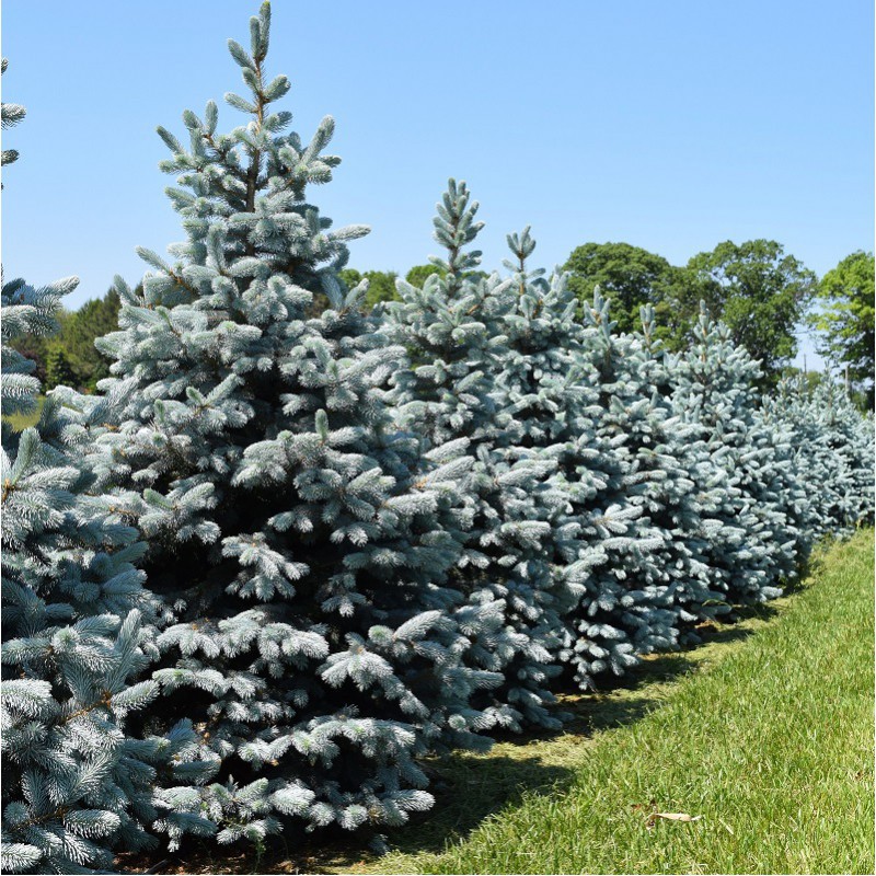 Ель колючая (Picea pungens) “Hoopsii”