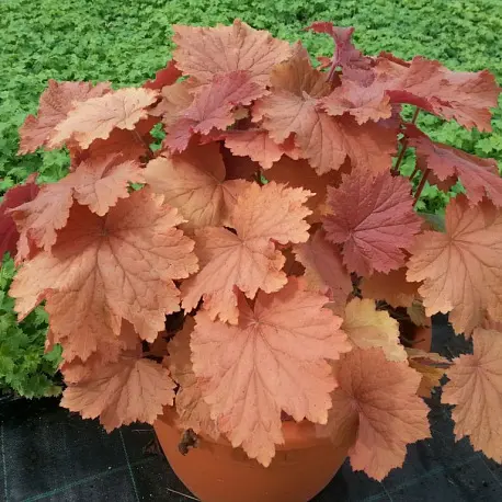 Гейхера (Heuchera) «Mega Caramel»