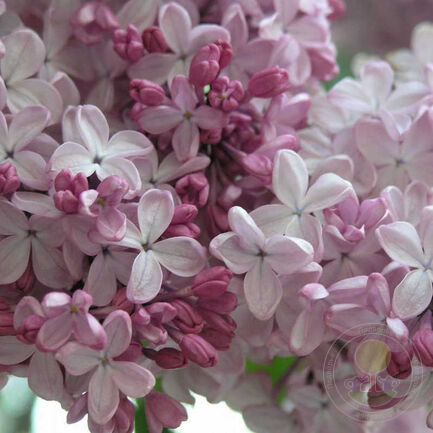 Сирень обыкновенная (Syringa vulgaris) “Аделина”