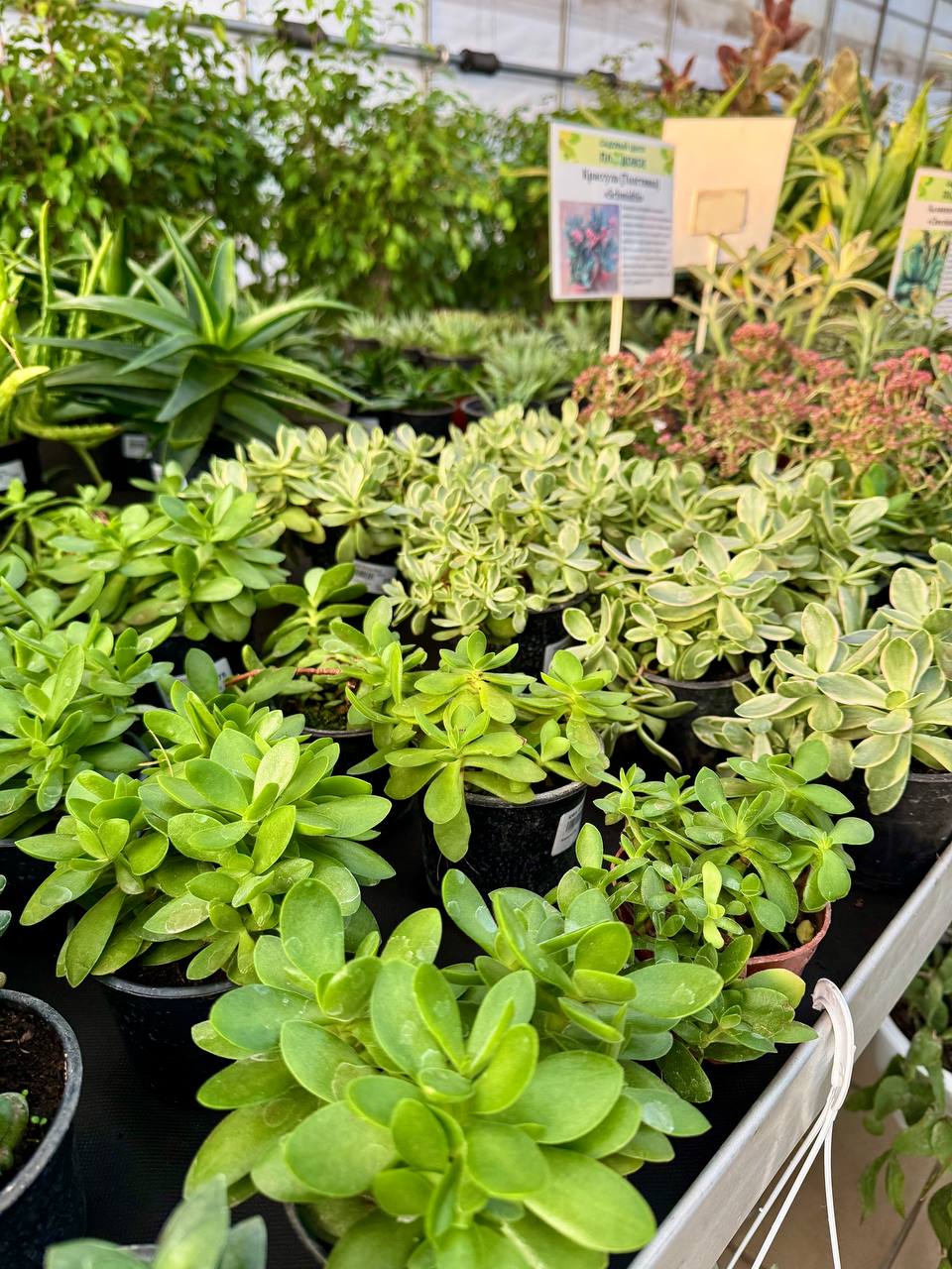 Крассула (денежное дерево) 