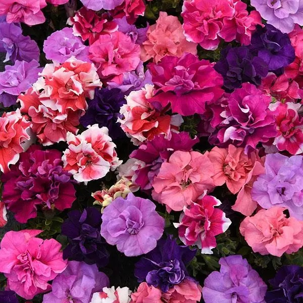 Петуния многоцветковая (Petunia multiflora)«Duo Mix»