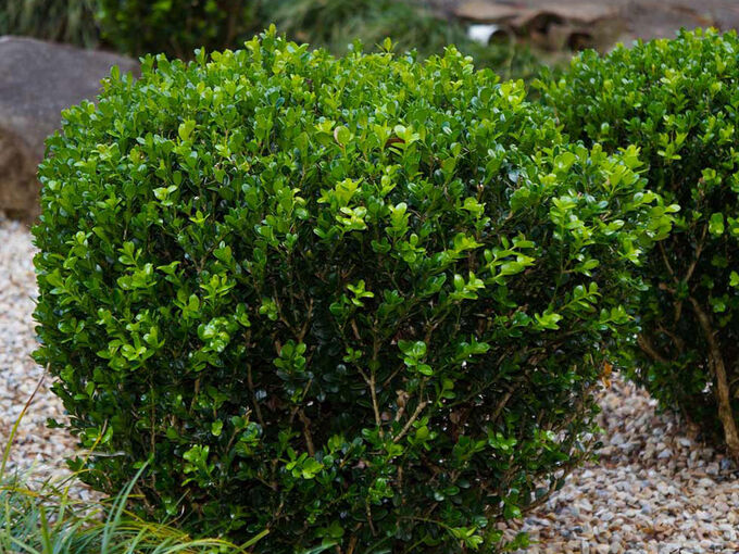 Самшит вечнозеленый (Buxus sempervirens)