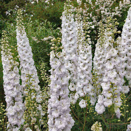 Дельфиниум (Delphinium) Pacific "Galahad"