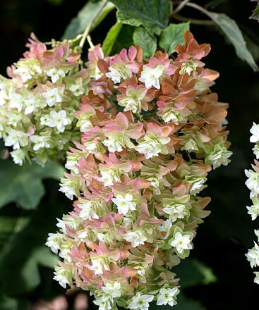Гортензия дуболистная (Hudrangea quercifolia) Snowcicle