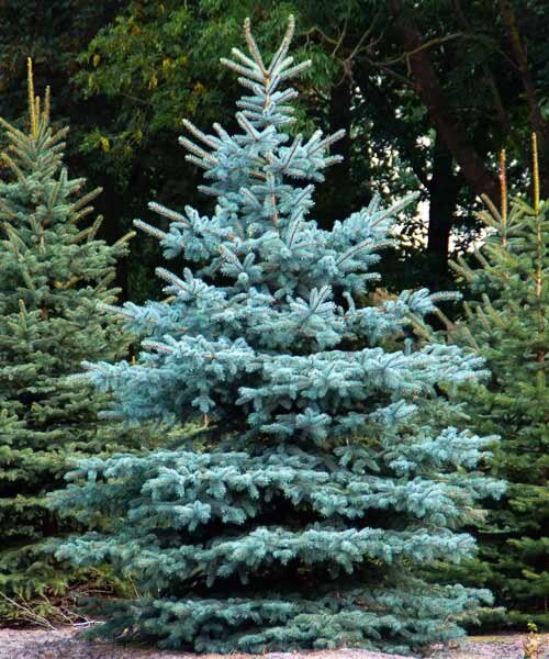 Ель колючая (ком)