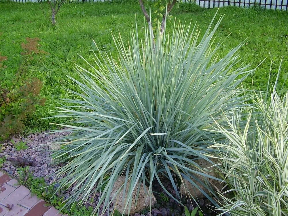 Элимус песчаный