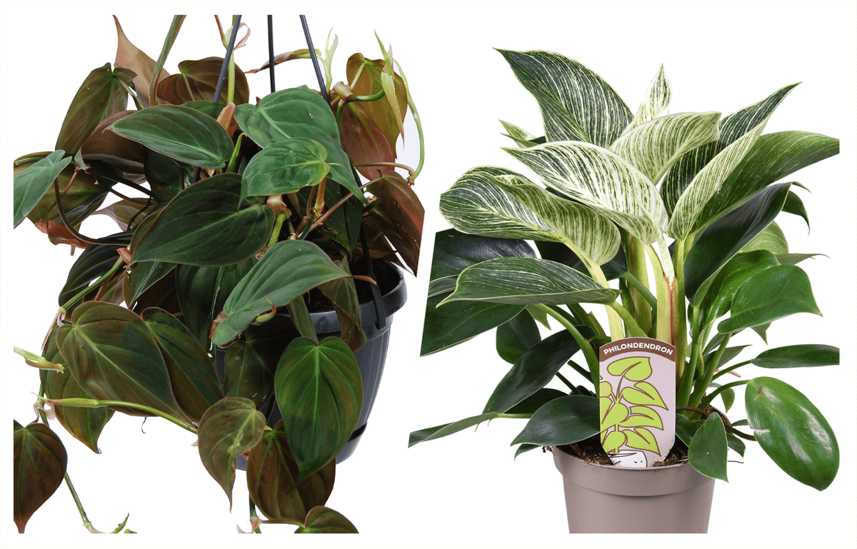 Филодендроны в ассортименте