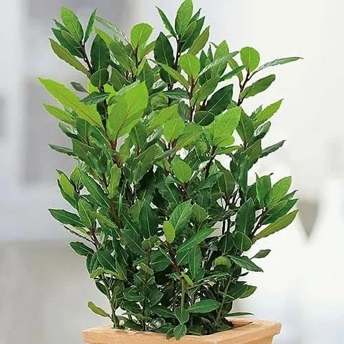 Лавр благородный