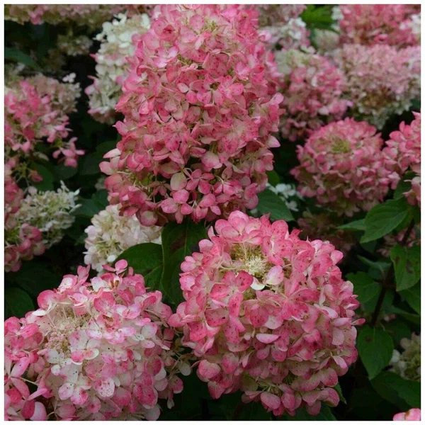 Гортензия метельчатая (Hydrangea paniculata) «Magical Fire»