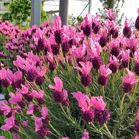 Лаванда  (Lavandula) "Bandera Deep Rose"