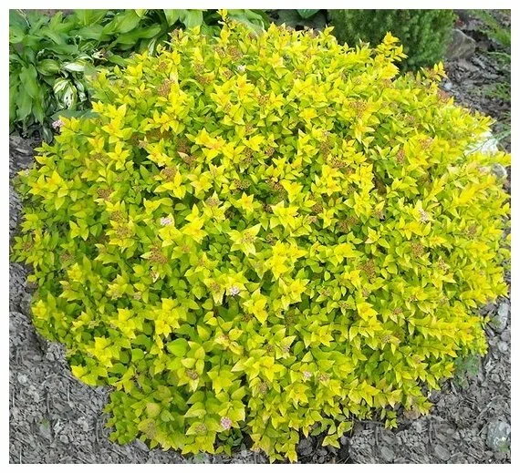 Спирея японская (Spiraea japonica) “Hubert Gold”