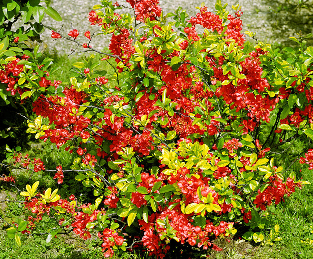 Айва великолепная  'Elly Mossel'