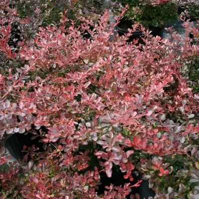 Барбарис Тунберга "Red DJ"