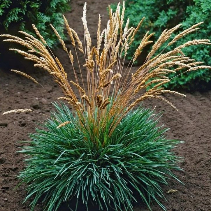 Колерия сизая