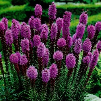 Лиатрис колосковый "Floristan Violett"
