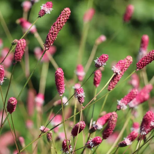 Кровохлёбка лекарственная (Sanguisorba officinalis)