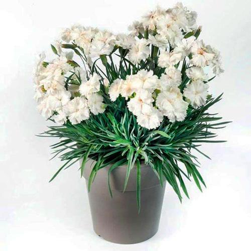 Гвоздика "Angel of Purity"