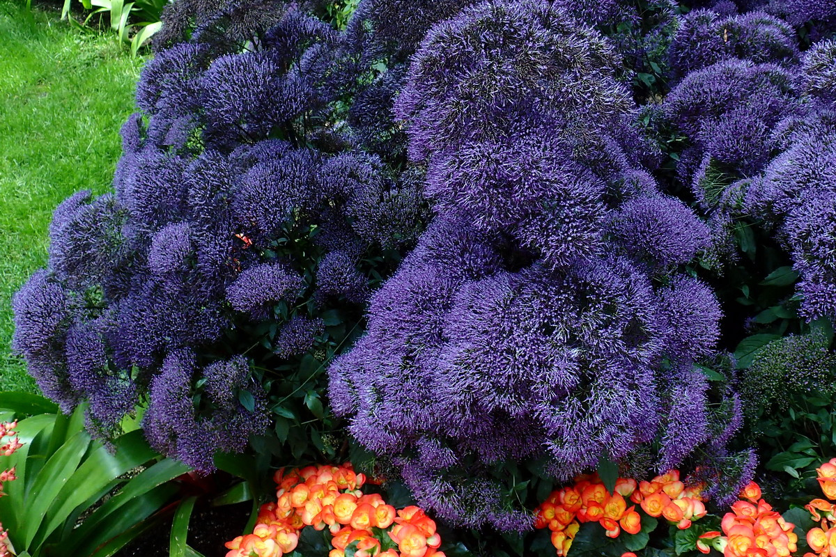 Трахелиум синий             «Devotion blue»