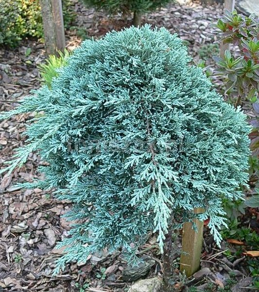 Можжевельник горизонтальный (Juniperus horizontalis) “Icee Blue”