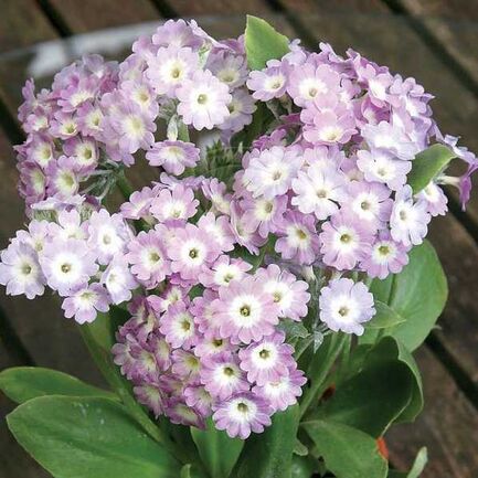 Примула ушковая (Primula auricula) «Bartl»