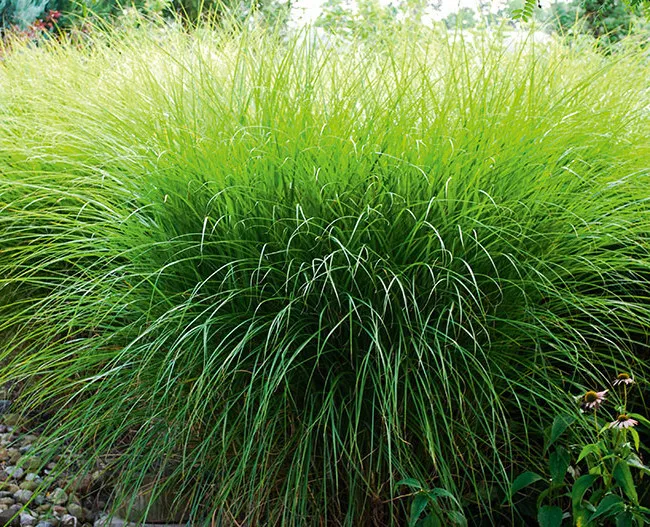 Мисканус китайский (Gracillimus)