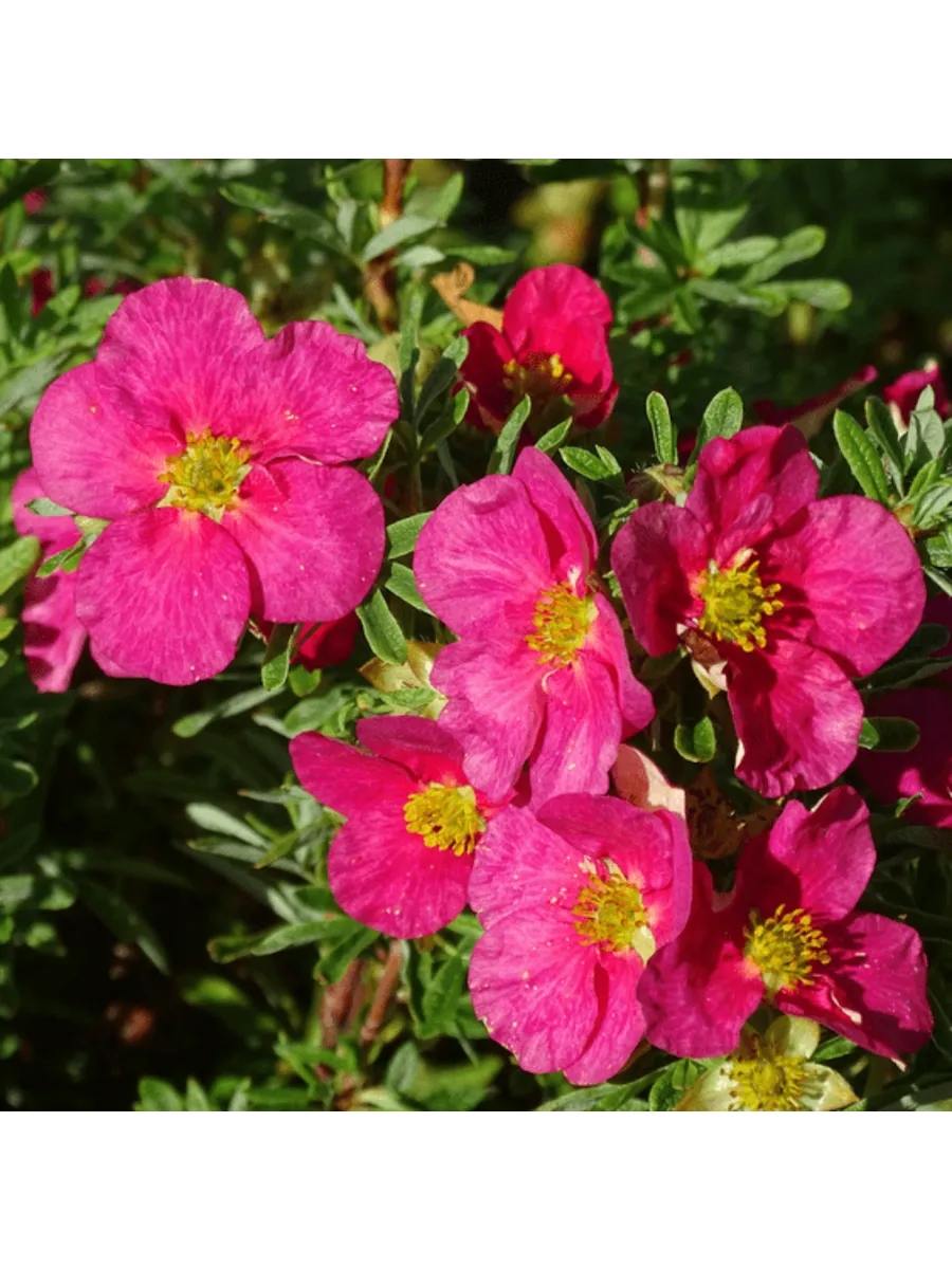 Лапчатка кустарниковая (Potentilla fruticosa) «Lovely Pink» (Pink Beauty)