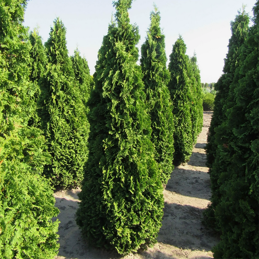 Туя западная (Thuja oссidentalis) 'Degroot's Spire'