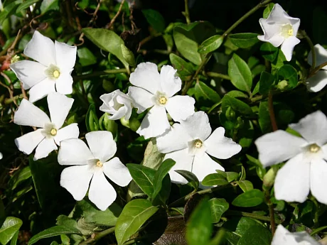 Барвинок малый     (Vinca minor) "Alba"