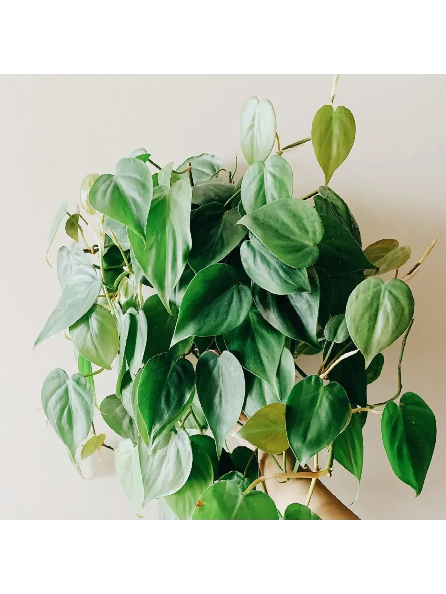 Филодендрон плющевидный