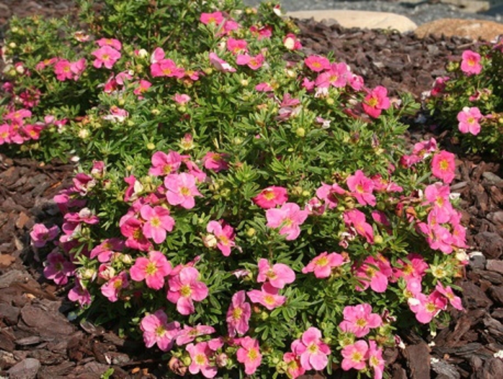 Лапчатка кустарниковая (Potentilla fruticosa) 'Bellissima'