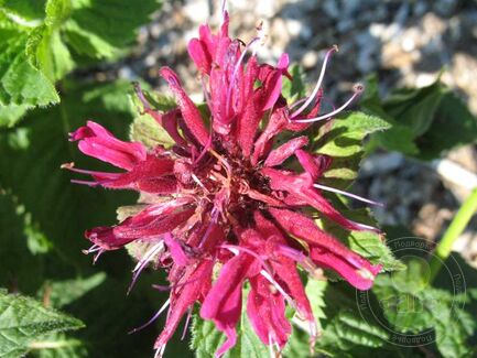 Монарда двойчатая (Monarda didyma) "Fireball"