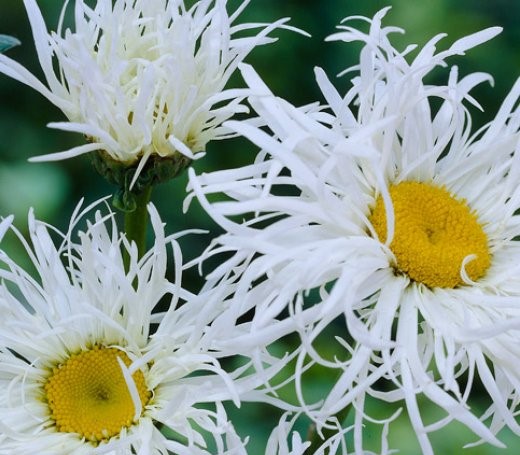 Нивяник великолепный (Leucanthemum superbum) «Old Court Variety»