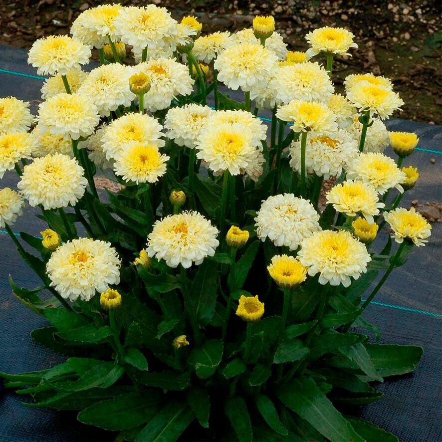 Нивяник великолепный (Leucanthemum superbum) "Luna"