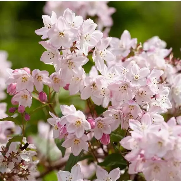 Дейция пурпурная (Deutzia)'Kalmiiflora'