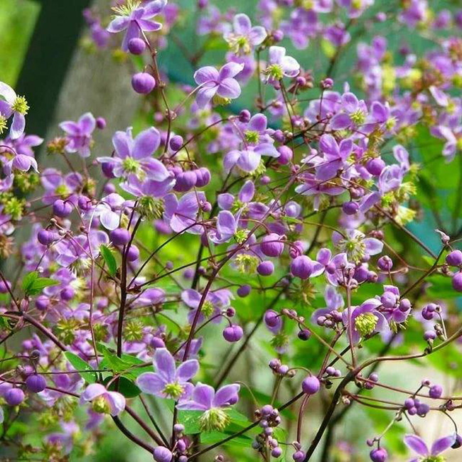 Василистник Делавея