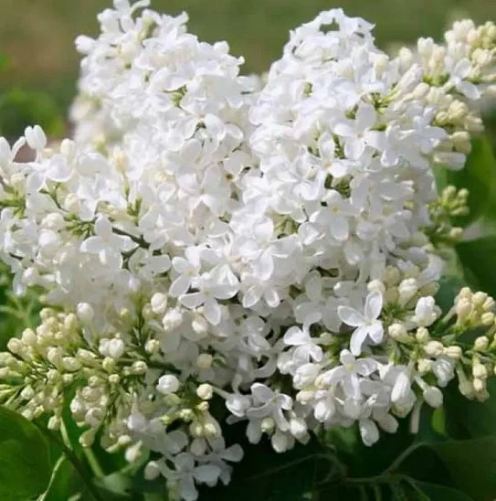 Сирень обыкновенная (Syringa vulgaris)«Маленький принц»