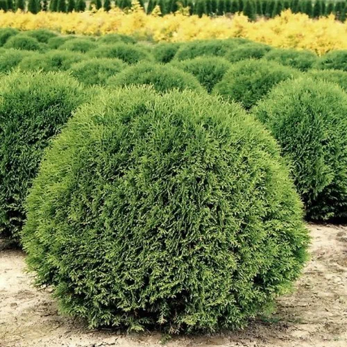 Туя западная  "Little Giant" (Thuja occidentalis)