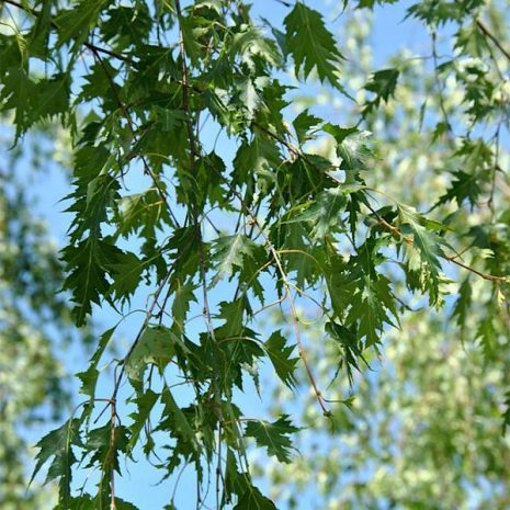 Береза лациниата (ком)