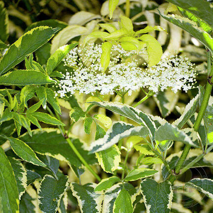 Бузина чёрная (Sambucus nigra) «Variegata»