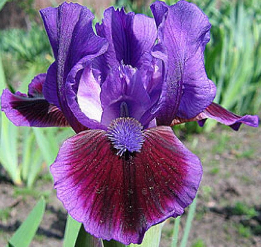 Зимняя вишня